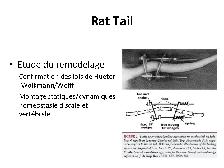 Rat Tail • Etude du remodelage Confirmation des lois de Hueter -Wolkmann/Wolff Montage statiques/dynamiques Rat Tail • Etude du remodelage Confirmation des lois de Hueter -Wolkmann/Wolff Montage statiques/dynamiques