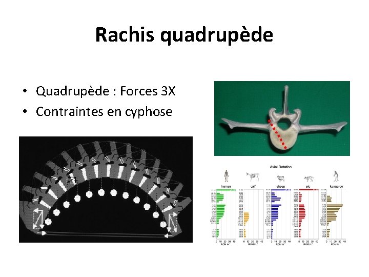 Rachis quadrupède • Quadrupède : Forces 3 X • Contraintes en cyphose Rachis quadrupède • Quadrupède : Forces 3 X • Contraintes en cyphose