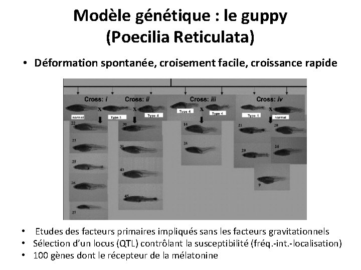 Modèle génétique : le guppy (Poecilia Reticulata) • Déformation spontanée, croisement facile, croissance rapide Modèle génétique : le guppy (Poecilia Reticulata) • Déformation spontanée, croisement facile, croissance rapide