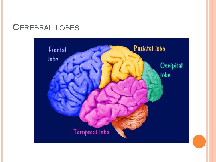 CEREBRAL LOBES CEREBRAL LOBES