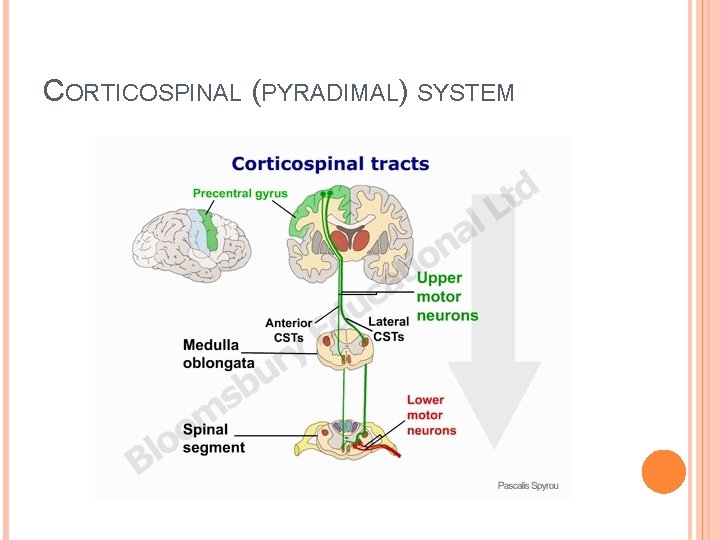 CORTICOSPINAL (PYRADIMAL) SYSTEM CORTICOSPINAL (PYRADIMAL) SYSTEM