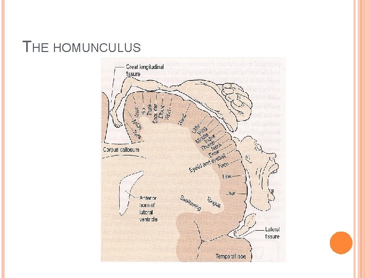 THE HOMUNCULUS THE HOMUNCULUS
