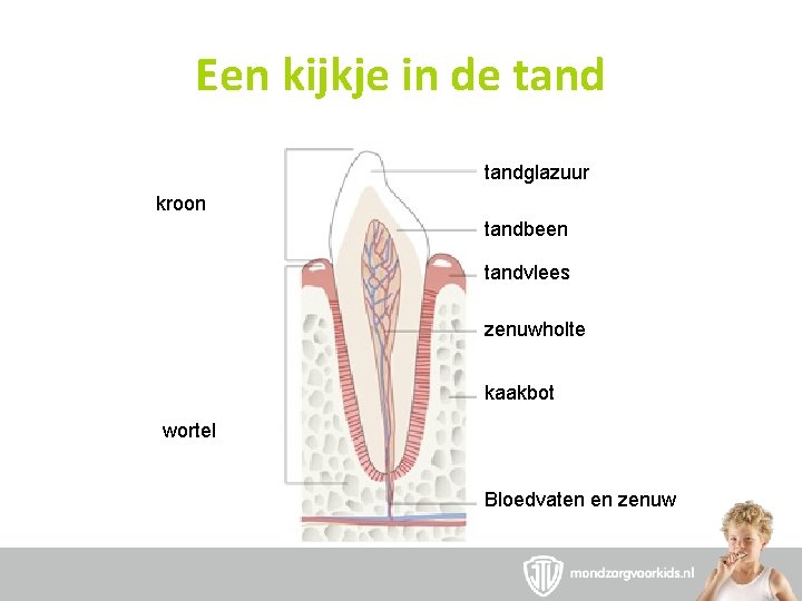 Een kijkje in de tandglazuur kroon tandbeen tandvlees zenuwholte kaakbot wortel Bloedvaten en zenuw