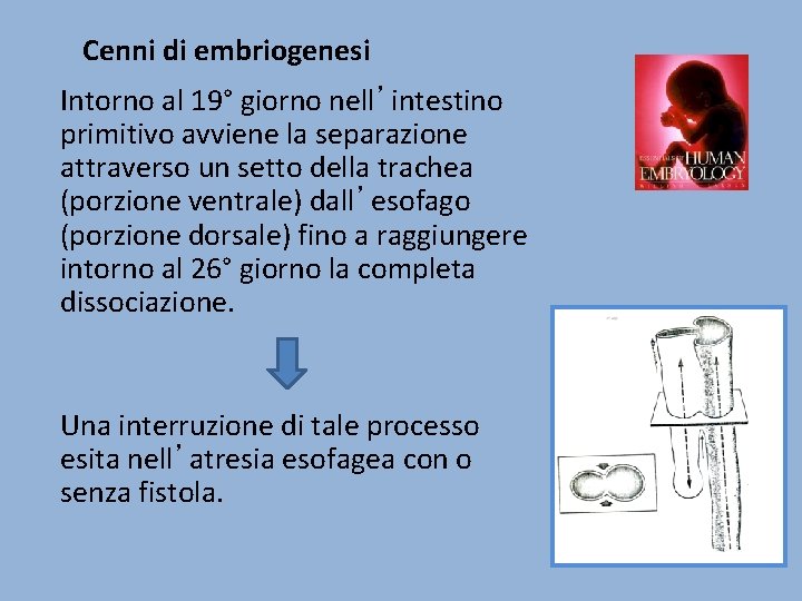 Cenni di embriogenesi Intorno al 19° giorno nell’intestino primitivo avviene la separazione attraverso un