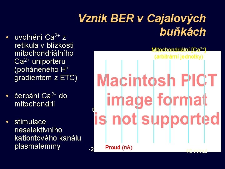  • uvolnění Ca 2+ z retikula v blízkosti mitochondriálního Ca 2+ uniporteru (poháněného