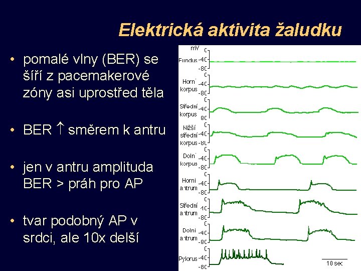 Elektrická aktivita žaludku • pomalé vlny (BER) se šíří z pacemakerové zóny asi uprostřed