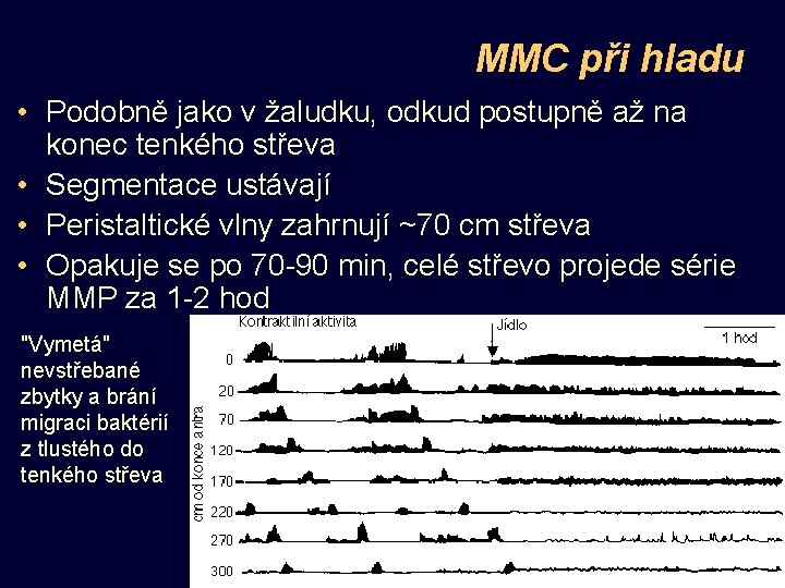 MMC při hladu • Podobně jako v žaludku, odkud postupně až na konec tenkého