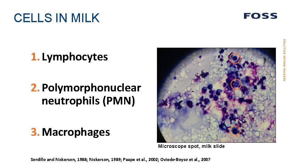 CELLS IN MILK 1. Lymphocytes 2. Polymorphonuclear neutrophils (PMN) 3. Macrophages Microscope spot, milk