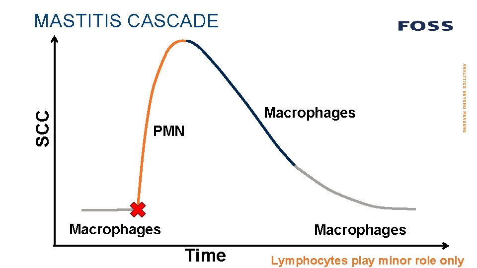 SCC MASTITIS CASCADE Macrophages PMN Macrophages Time Lymphocytes play minor role only 