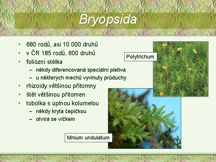 Bryopsida • 680 rodů, asi 10 000 druhů • v ČR 185 rodů, 600