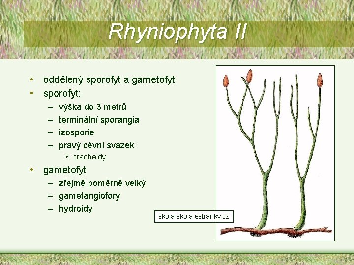 Rhyniophyta II • oddělený sporofyt a gametofyt • sporofyt: – – výška do 3