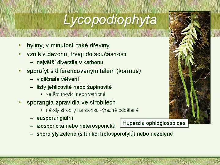 Lycopodiophyta • byliny, v minulosti také dřeviny • vznik v devonu, trvají do současnosti