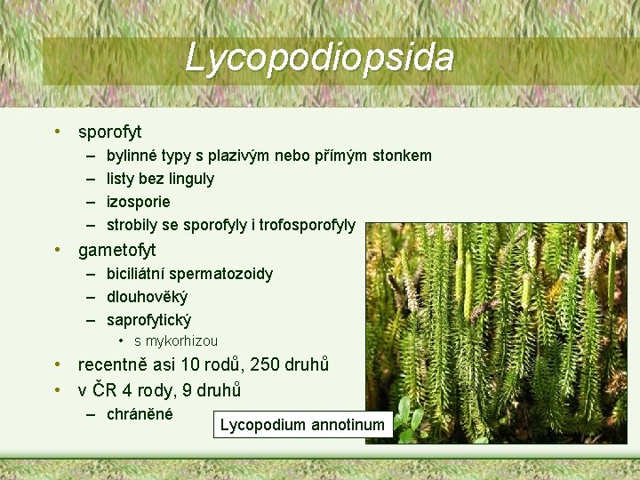 Lycopodiopsida • sporofyt – – bylinné typy s plazivým nebo přímým stonkem listy bez