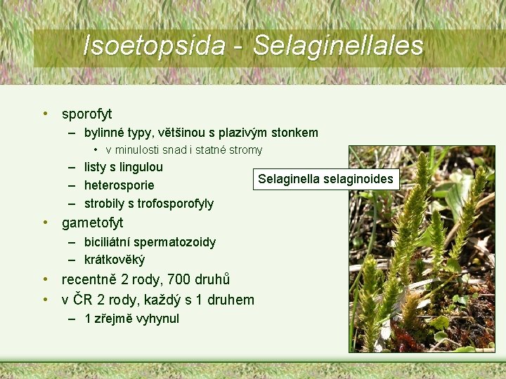 Isoetopsida - Selaginellales • sporofyt – bylinné typy, většinou s plazivým stonkem • v