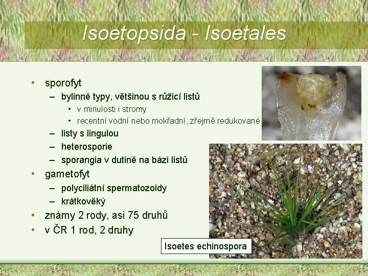 Isoetopsida - Isoetales • sporofyt – bylinné typy, většinou s růžicí listů • v