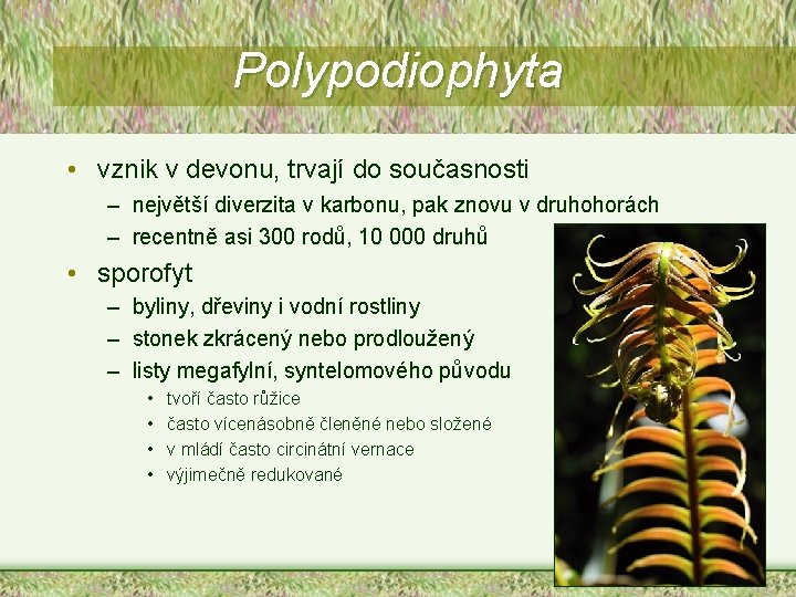 Polypodiophyta • vznik v devonu, trvají do současnosti – největší diverzita v karbonu, pak