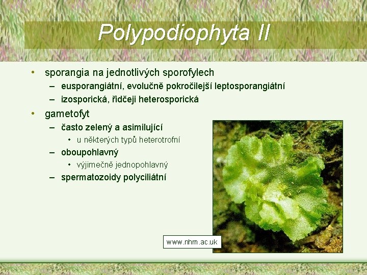 Polypodiophyta II • sporangia na jednotlivých sporofylech – eusporangiátní, evolučně pokročilejší leptosporangiátní – izosporická,