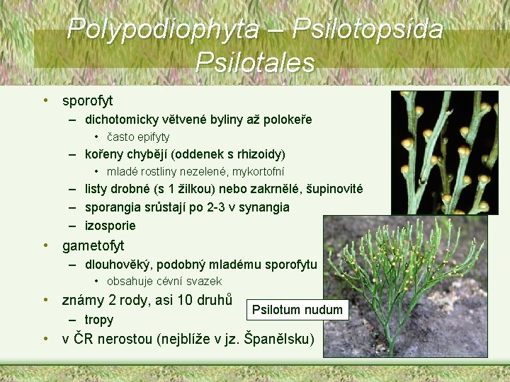 Polypodiophyta – Psilotopsida Psilotales • sporofyt – dichotomicky větvené byliny až polokeře • často