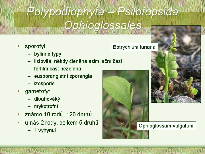 Polypodiophyta – Psilotopsida Ophioglossales • sporofyt – – – Botrychium lunaria bylinné typy listovitá,