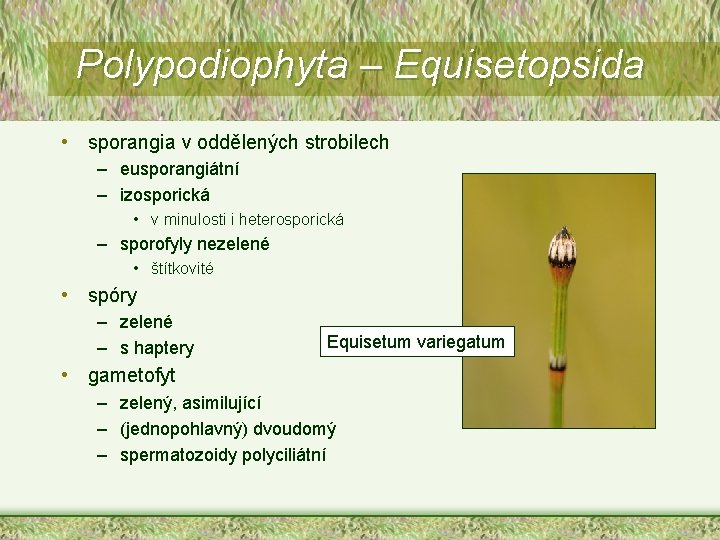 Polypodiophyta – Equisetopsida • sporangia v oddělených strobilech – eusporangiátní – izosporická • v