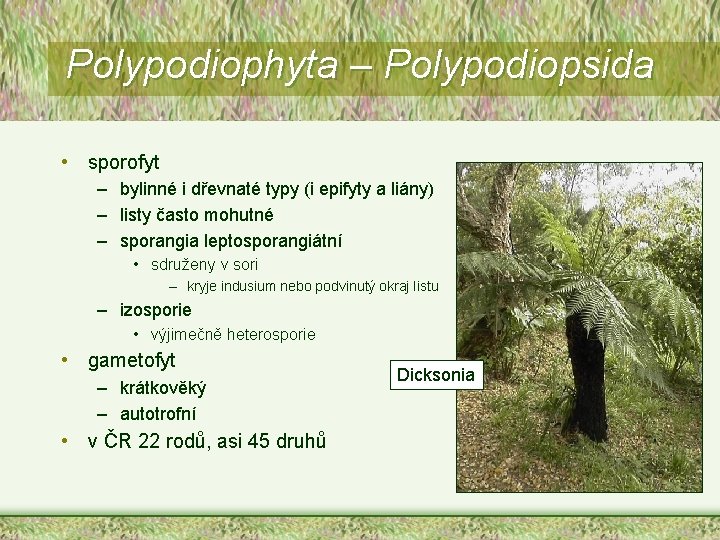 Polypodiophyta – Polypodiopsida • sporofyt – bylinné i dřevnaté typy (i epifyty a liány)