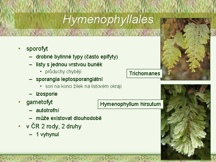 Hymenophyllales • sporofyt – drobné bylinné typy (často epifyty) – listy s jednou vrstvou