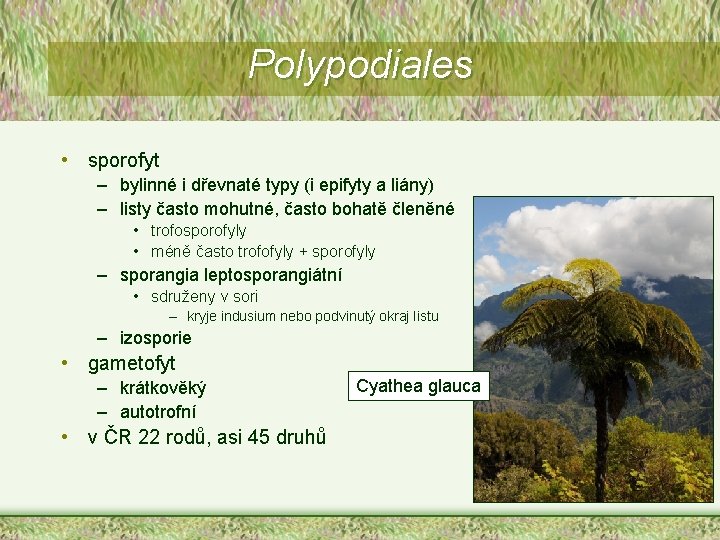 Polypodiales • sporofyt – bylinné i dřevnaté typy (i epifyty a liány) – listy