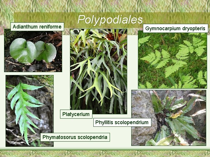 Adianthum reniforme Polypodiales Gymnocarpium dryopteris Platycerium Phyllitis scolopendrium Phymatosorus scolopendria 