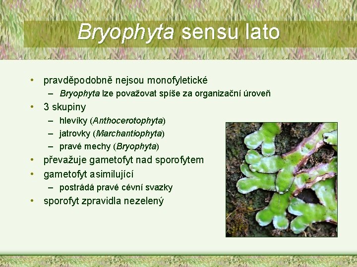 Bryophyta sensu lato • pravděpodobně nejsou monofyletické – Bryophyta lze považovat spíše za organizační