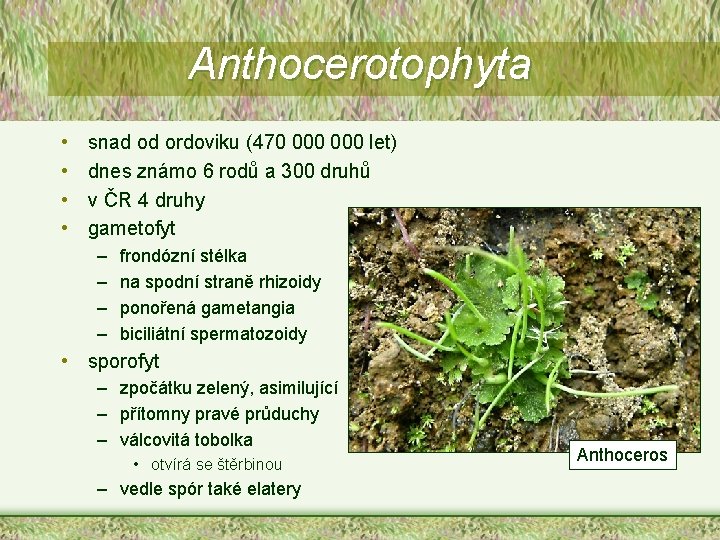 Anthocerotophyta • • snad od ordoviku (470 000 let) dnes známo 6 rodů a