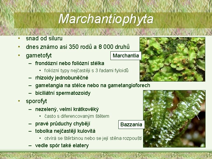 Marchantiophyta • snad od siluru • dnes známo asi 350 rodů a 8 000