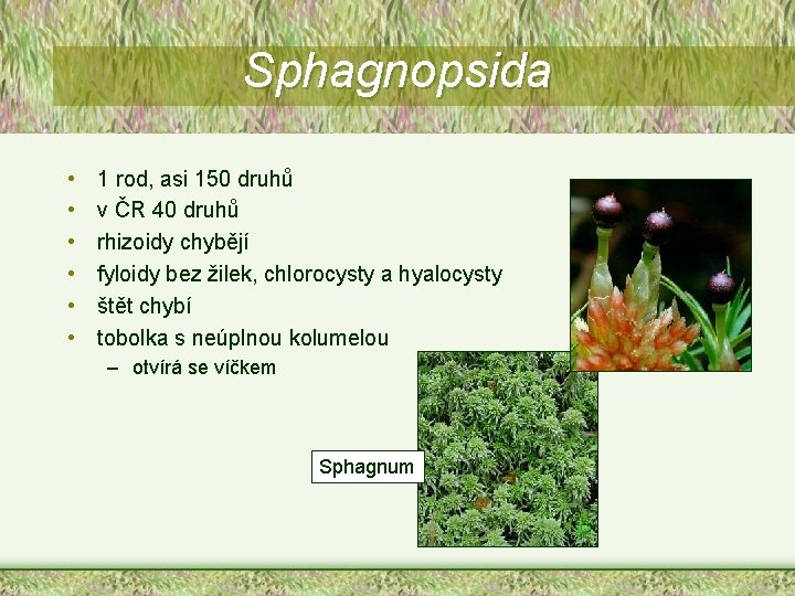 Sphagnopsida • • • 1 rod, asi 150 druhů v ČR 40 druhů rhizoidy