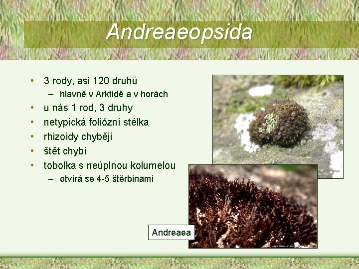 Andreaeopsida • 3 rody, asi 120 druhů – hlavně v Arktidě a v horách
