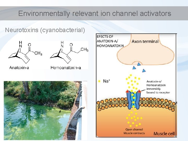 Environmentally relevant ion channel activators Neurotoxins (cyanobacterial) 