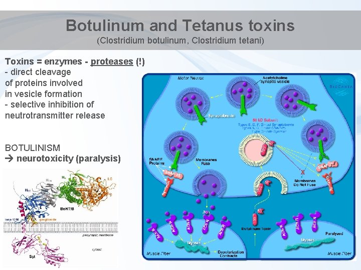 Botulinum and Tetanus toxins (Clostridium botulinum, Clostridium tetani) Toxins = enzymes - proteases (!)