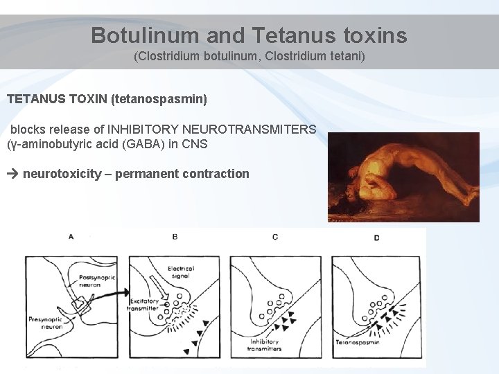 Botulinum and Tetanus toxins (Clostridium botulinum, Clostridium tetani) TETANUS TOXIN (tetanospasmin) blocks release of
