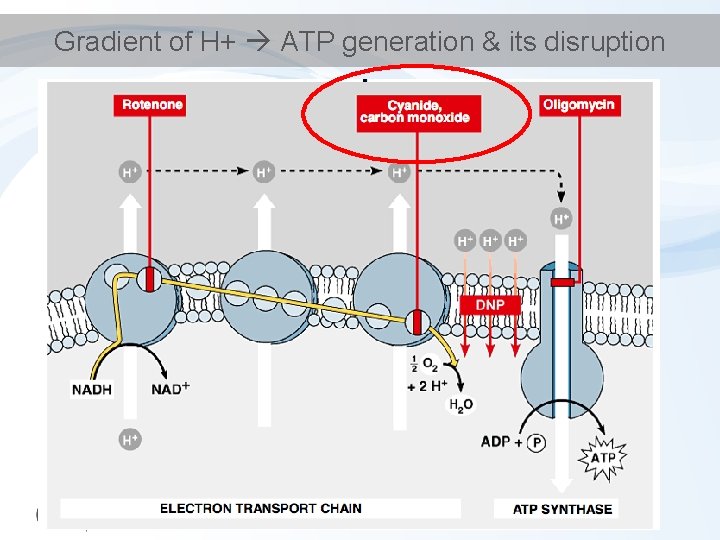 Gradient of H+ ATP generation & its disruption 