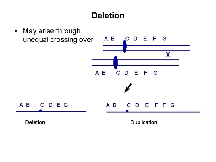 Deletion • May arise through unequal crossing over A B C D E F