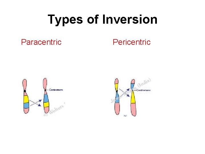 Types of Inversion Paracentric Pericentric 