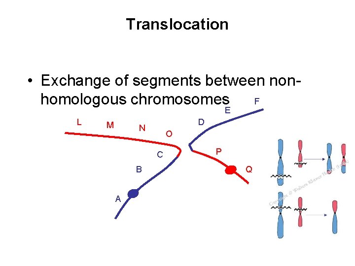 Translocation • Exchange of segments between non. F homologous chromosomes E L M D