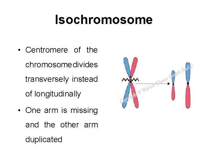 Isochromosome • Centromere of the chromosome divides transversely instead of longitudinally • One arm