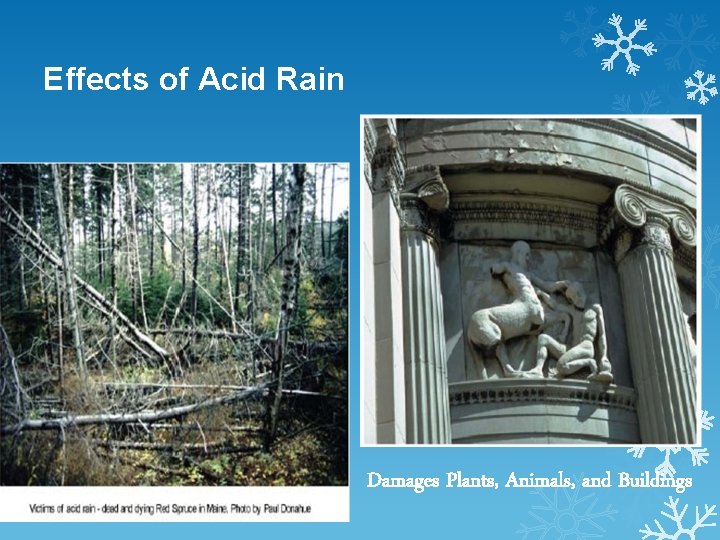 Effects of Acid Rain Damages Plants, Animals, and Buildings 