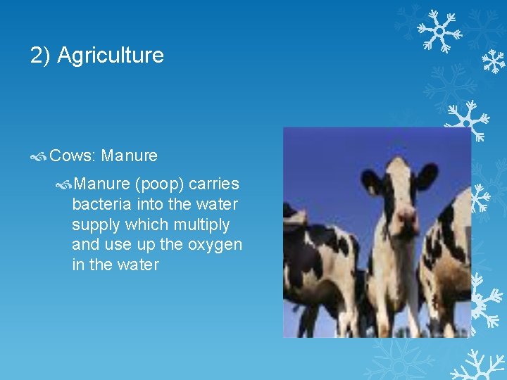 2) Agriculture Cows: Manure (poop) carries bacteria into the water supply which multiply and