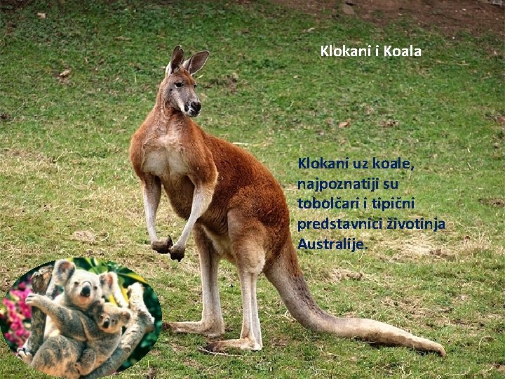 Klokani i Koala Klokani uz koale, najpoznatiji su tobolčari i tipični predstavnici životinja Australije.