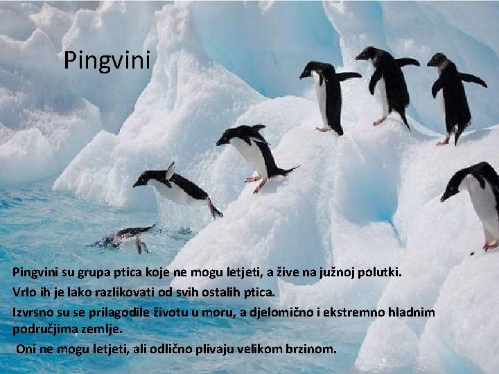 Pingvini su grupa ptica koje ne mogu letjeti, a žive na južnoj polutki. Vrlo