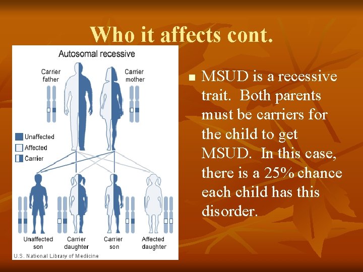 Who it affects cont. n MSUD is a recessive trait. Both parents must be