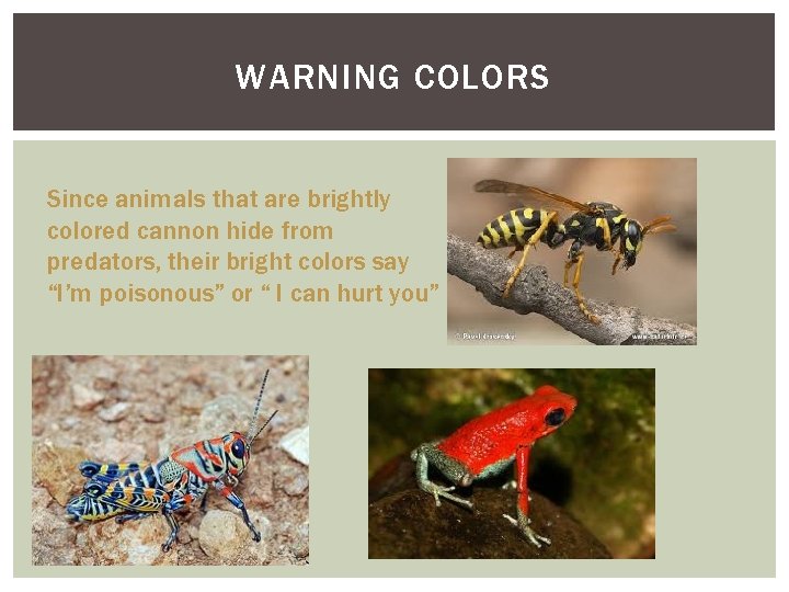 WARNING COLORS Since animals that are brightly colored cannon hide from predators, their bright