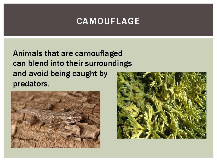 CAMOUFLAGE Animals that are camouflaged can blend into their surroundings and avoid being caught