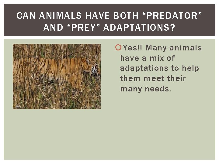 CAN ANIMALS HAVE BOTH “PREDATOR” AND “PREY” ADAPTATIONS? Yes!! Many animals have a mix