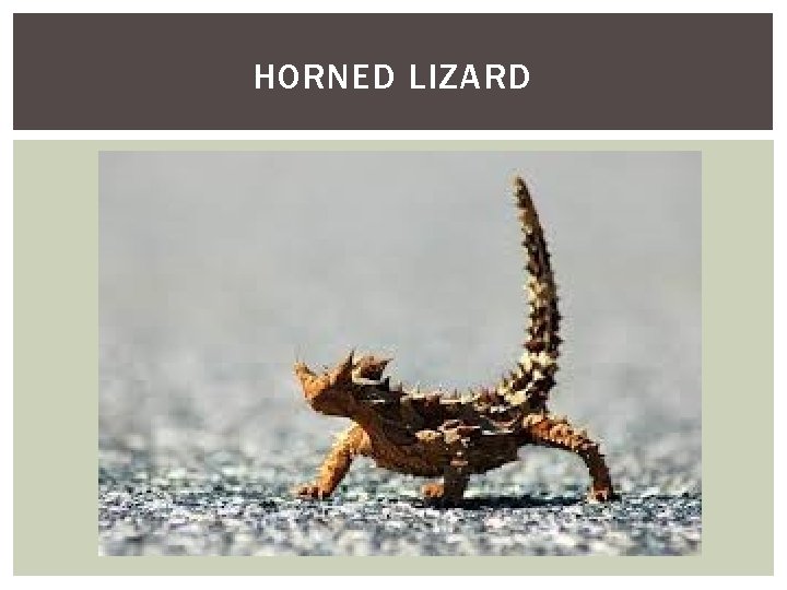 HORNED LIZARD 